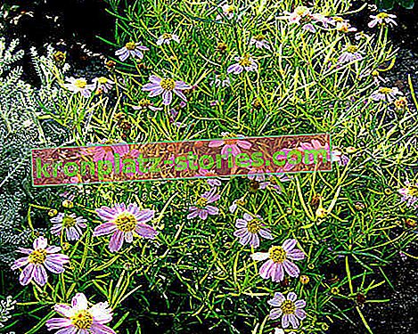 Многогодишни градински цветя - вихров наклон