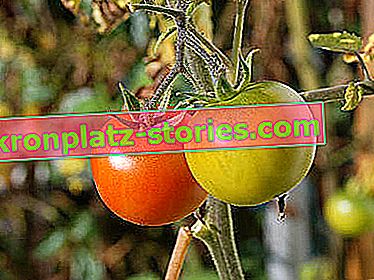 зелени домати