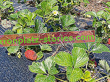 как да засаждаме ягоди върху агротекстил