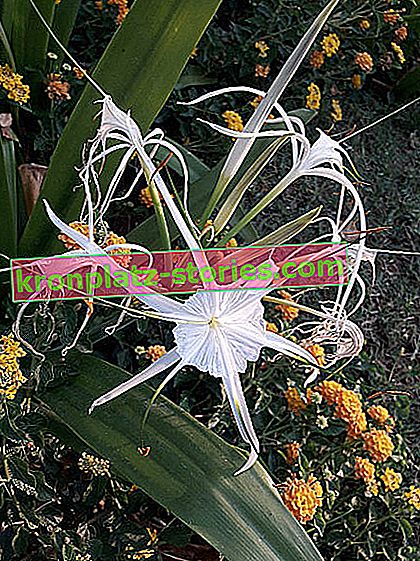 fiore di ismena, bacino, Hymenocallis