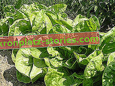 Anbau von Salat im Garten