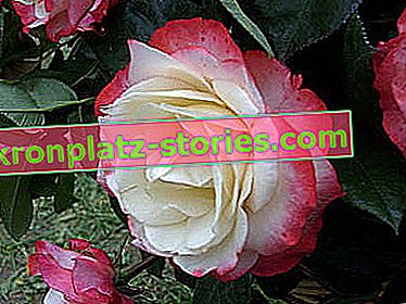 Носталгия едроцветна роза