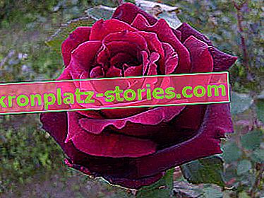 Роза с големи цветя Papa Meilland