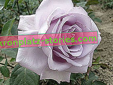 Mainzer Fastnacht nagyvirágú rózsa