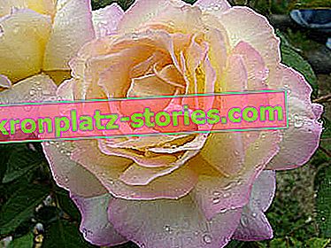 nagyvirágú rózsa Gloria Dei