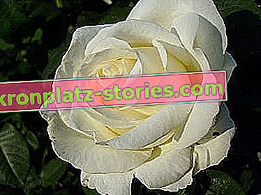 nagy virágú rózsa Fryderyk Chopin