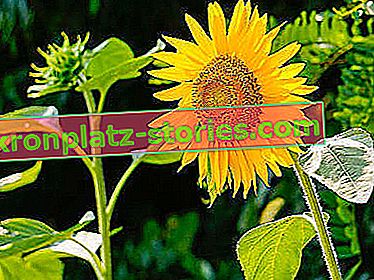 Dekorative Sonnenblume