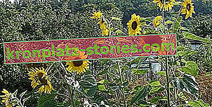 Suncokreti koji rastu u dodijeljenim vrtovima