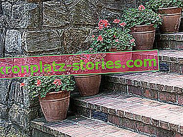 Géraniums en pots alignés sur les escaliers