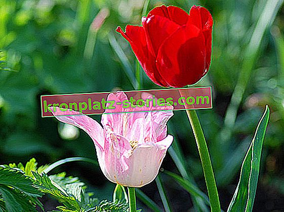 növekvő tulipán