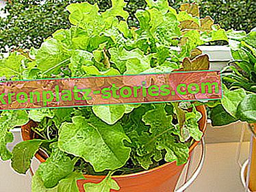 Verdure sul balcone - lattuga nel vaso sospeso