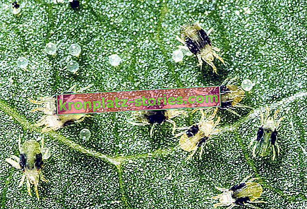 Acarianul de păianjen pe conifere - simptome, fotografii, control