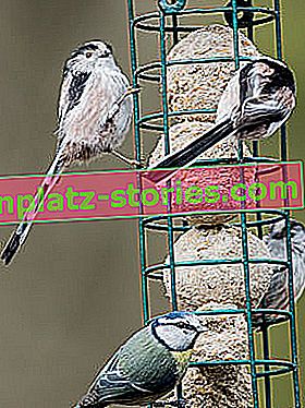hranjenje ptic pozimi