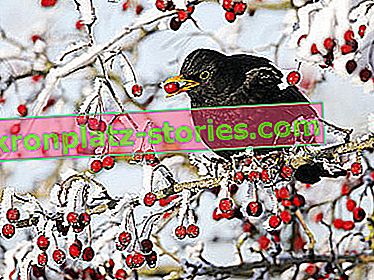 Füttern von Vögeln im Winter