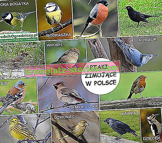prezimovalne ptice na Poljskem