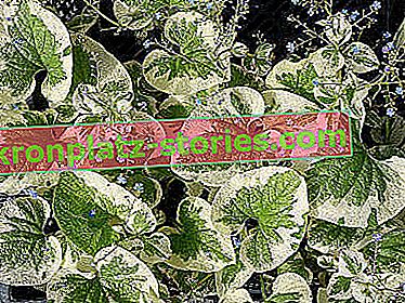 brunera variegata à grandes feuilles