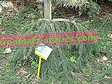 Норвежки смърч - Picea abies