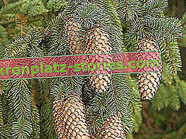 Ялина норвезька - Picea abies