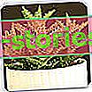 Aloe - culture domestique, variétés, reproduction