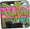 zygocactus, pelety - pěstování a péče