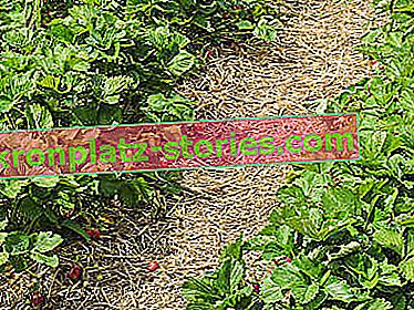 Kontrola plevelů v jahodách - mulčování slámy