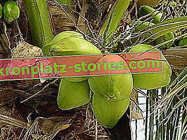 kókuszpálma - gyümölcs, kókuszdió