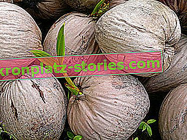 cocotier - fruits, noix de coco