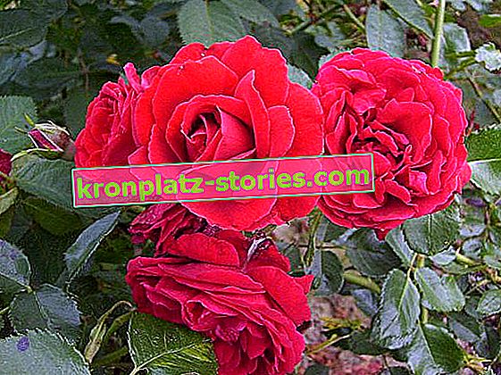 Ruža penjačica Sumpathie