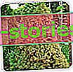 Roztoč borovice na jehličnanech - příznaky, fotografie, kontrola