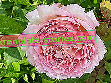 Jubileumi ünnepi park rózsa
