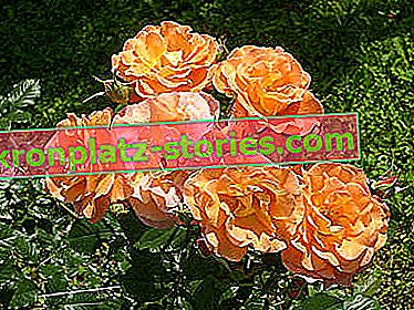 Westerland park rose