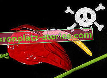 Mérgező szobanövények - anthurium