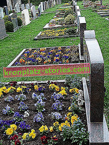 fleurs sur le cimetière