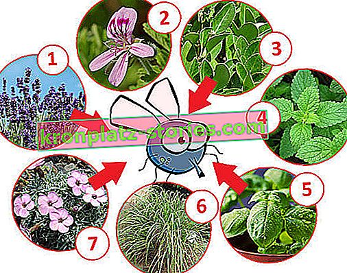 piante repellenti per mosche