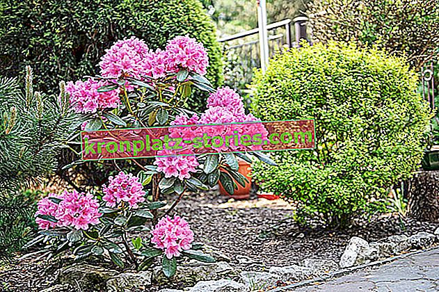 Rhododendron, rododendron - uzgoj, njega, razmnožavanje