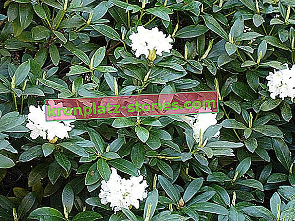 Rhododendron Gunninghanis Blanc