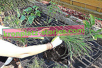 Засаждане на растения в цветна леха