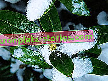 Wie man Rhododendren für den Winter schützt
