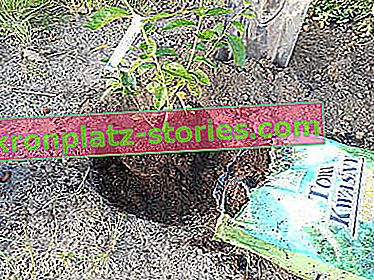 Как да засадите боровинка с висок храст