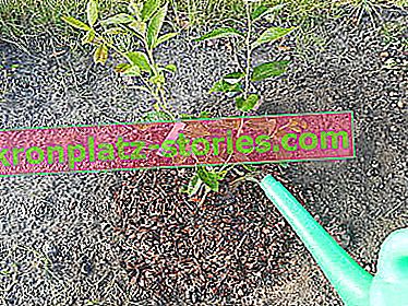 Как да засадите боровинка с висок храст