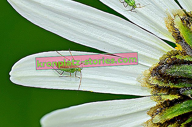 Rimedi casalinghi per le formiche in giardino