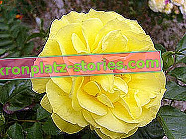 Posteljina Friesia ruža