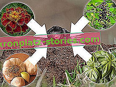 vakondokat és pocokokat taszító növények