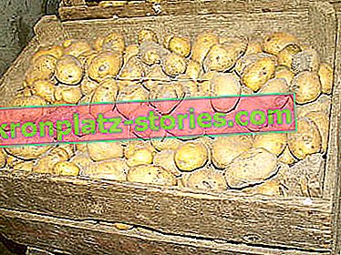 Stockage des pommes de terre dans la cave