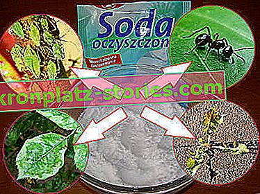 bicarbonate de soude utilisé dans le jardin
