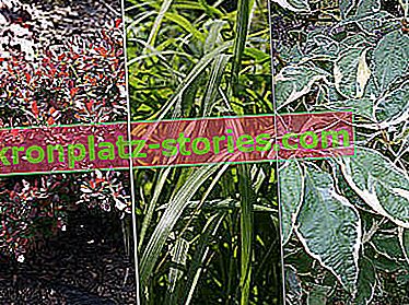 une conception prête d'un jardin potager - photos de plantes
