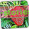 Anbau von Erdbeeren auf dem Grundstück