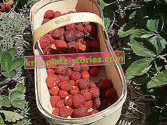 Erdbeeren nach der Ernte