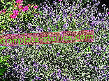10. Hidcote schmalblättriger Lavendel