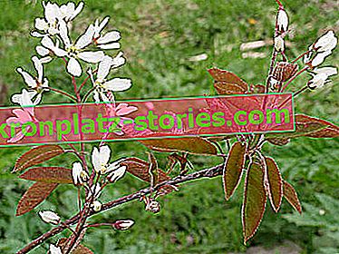Lamarca Reedberry - květiny